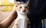 为什么不能抓猫咪脖子后面