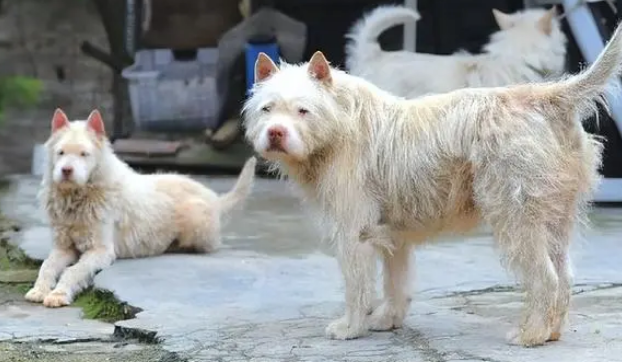 最凶残的下司犬图片