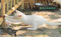 为什么猫咪凌晨叫不停