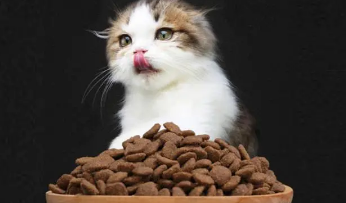 爱斯塔猫粮好吃吗 爱斯塔猫粮好吃吗