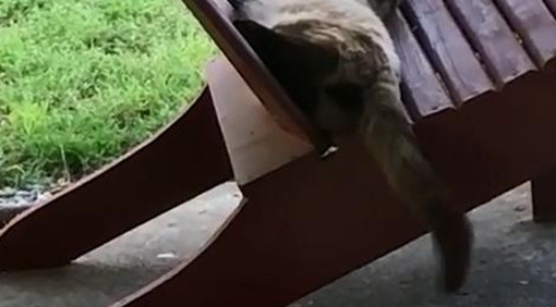 胖猫在木凳上嘚瑟休息，殊不知已经被小鸟盯上，成了建筑材料？ 
