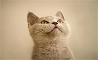 猫咪为什么不吃稀饭了怎么回事