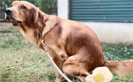 如何训练金毛幼犬定点大小便呢