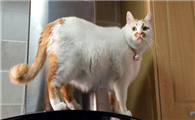 猫咪为什么凌晨兴奋啊