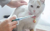 猫咪打针后为什么会吐