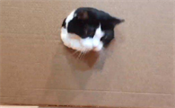 猫咪为什么爱躲洞洞里