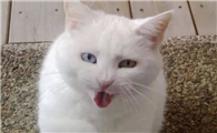 猫咪为什么卖力的叫啊