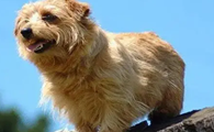 关于诺福克梗犬的小知识,你知道几点?