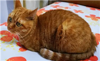 猫咪为什么趴背上和抓啊