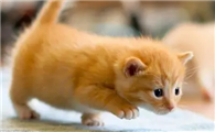 猫咪为什么倒退走路不稳啊
