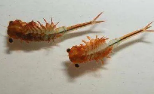 冷冻丰年虾有寄生虫吗