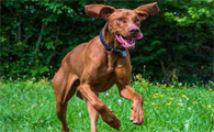 马扎尔犬有哪些特征?一文告诉你