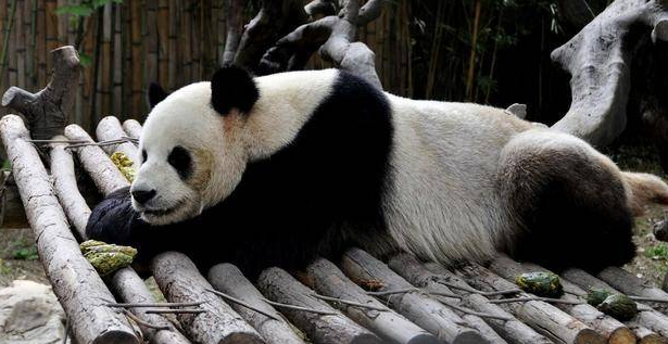 大熊猫有没有冬眠的习惯 大熊猫有没有冬眠的习惯