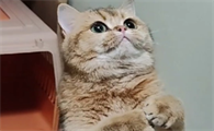 猫咪不会拍手吗为什么