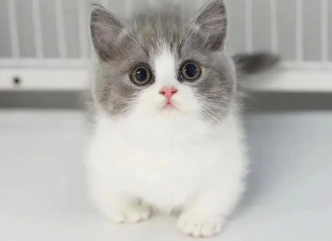 矮脚猫前后腿的比例图