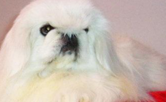 “老少皆宜”—鹰叭犬 “老少皆宜”—鹰叭犬