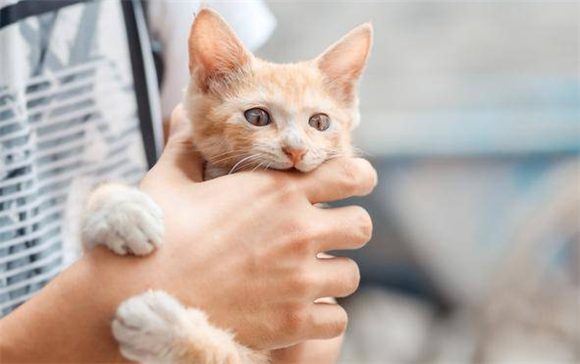 猫咪为什么不认可狸花猫呢