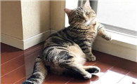 为什么猫没落地乱撞呢