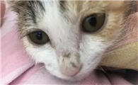 猫咪鼻子为什么要流血水啊