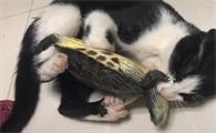 猫咪为什么喜欢蜷缩着尾巴呢