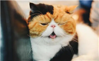 大脸猫有哪些品种？