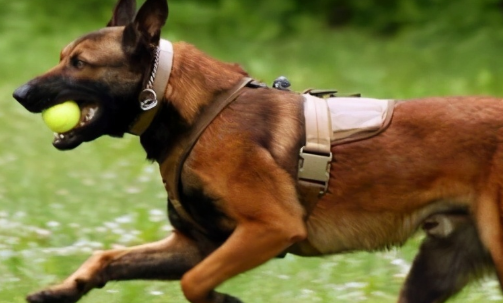 一文详解：马里努阿犬形态性格特征介绍