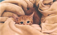 猫咪为什么会刨被子窝啊