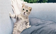 猫咪不理人咬人是为什么