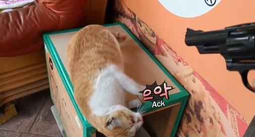 猫咪被当狗狗训练，学会听指令装死