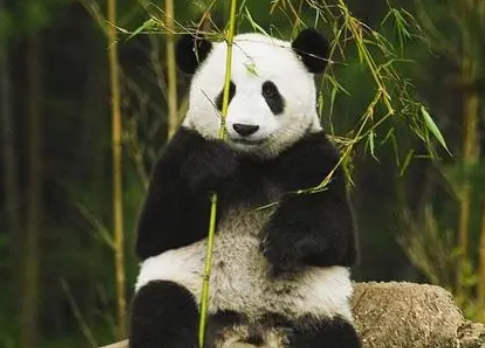 大熊猫主要吃什么