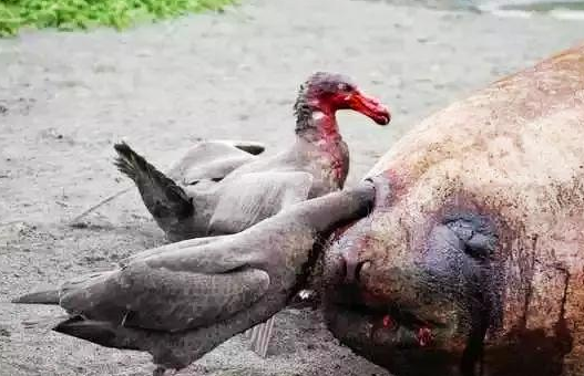 动物界中的“死神来了”:被蛇缠住的猴子,被吃掉的大象! 动物界中的“死神来了”:被蛇缠住的猴子,被吃掉的大象!
