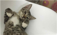 白脚狸花猫为什么不能养