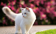 猫咪眼圈为什么很红色