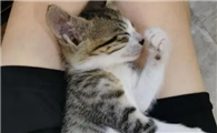 猫咪为什么要躺在腿上呢