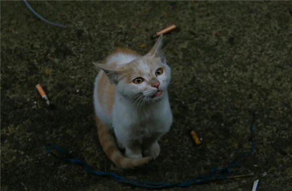流浪猫不想被收养的表现