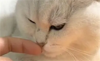 猫咪为什么嫌弃臭味呢