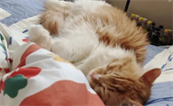 猫为什么要在床上睡觉