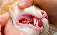 猫咪为什么会露出牙齿呢