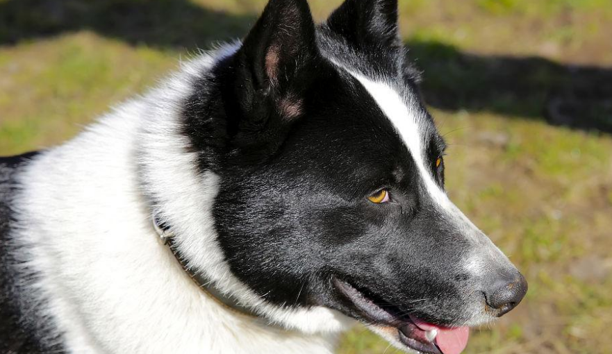 莱卡犬:不仅是狩猎好手,还是家庭宠物的不二选择!