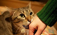 猫咪为什么老是要袭击我