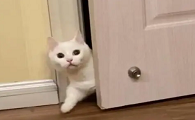为什么猫咪这么喜欢进房间