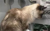 猫咪为什么会生病呢