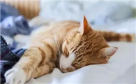 猫咪为什么跑到门口睡觉呢