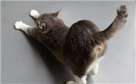 猫咪尾巴朝前抖动是为什么呢