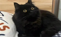 玄猫稀有吗