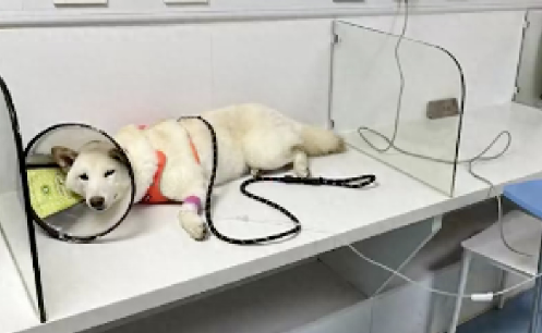 柴犬偷吃了70多粒布洛芬，主人花了5千将它抢救回来