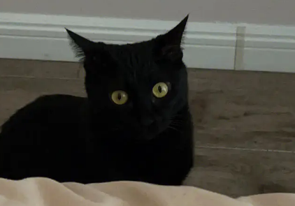 玄猫是绿眼还是黄眼蓝眼睛的