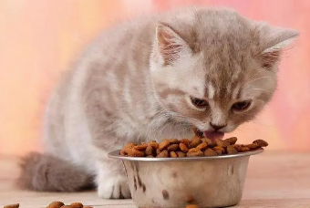 佩内特猫粮价格 佩内特猫粮价格