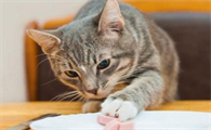 猫咪为什么要经常吃益生菌呢