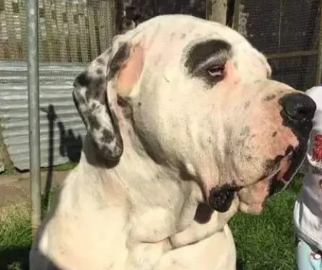 巴基斯坦巨型斗犬库达犬,藏獒在它面前不堪一击 巴基斯坦巨型斗犬库达犬,藏獒在它面前不堪一击